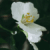 Indian Jasmine