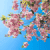 Spring Blossom